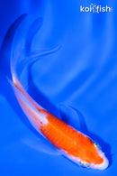 4" KOHAKU BUTTERFLY