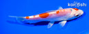 6.25" KIKUSUI
