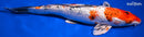 11" GINRIN YAMATO NISHIKI