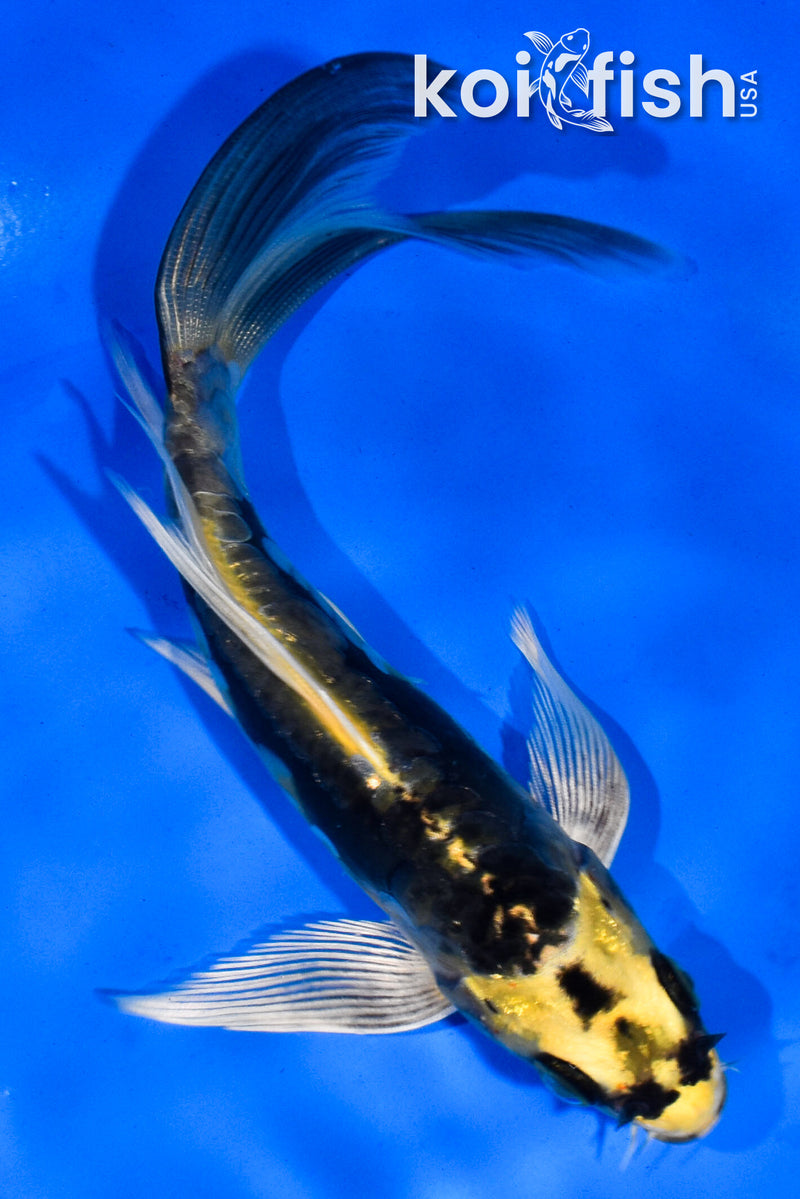 5.5" KIN KIKOKURYU BUTTERFLY