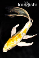 7.75" KUJAKU BUTTERFLY