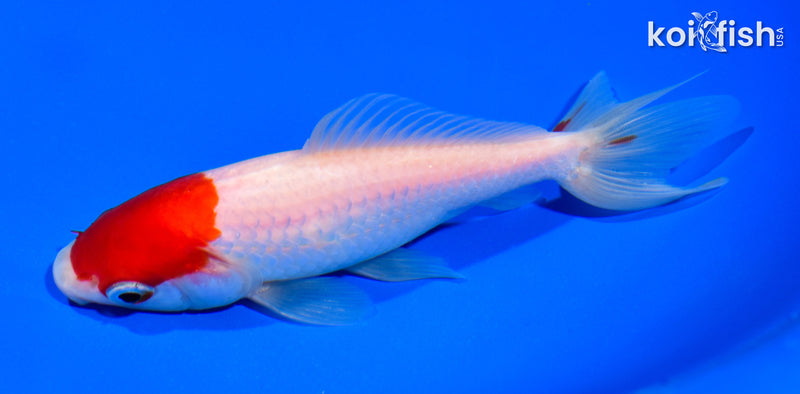 5.5" SARASA WAKIN GOLDFISH