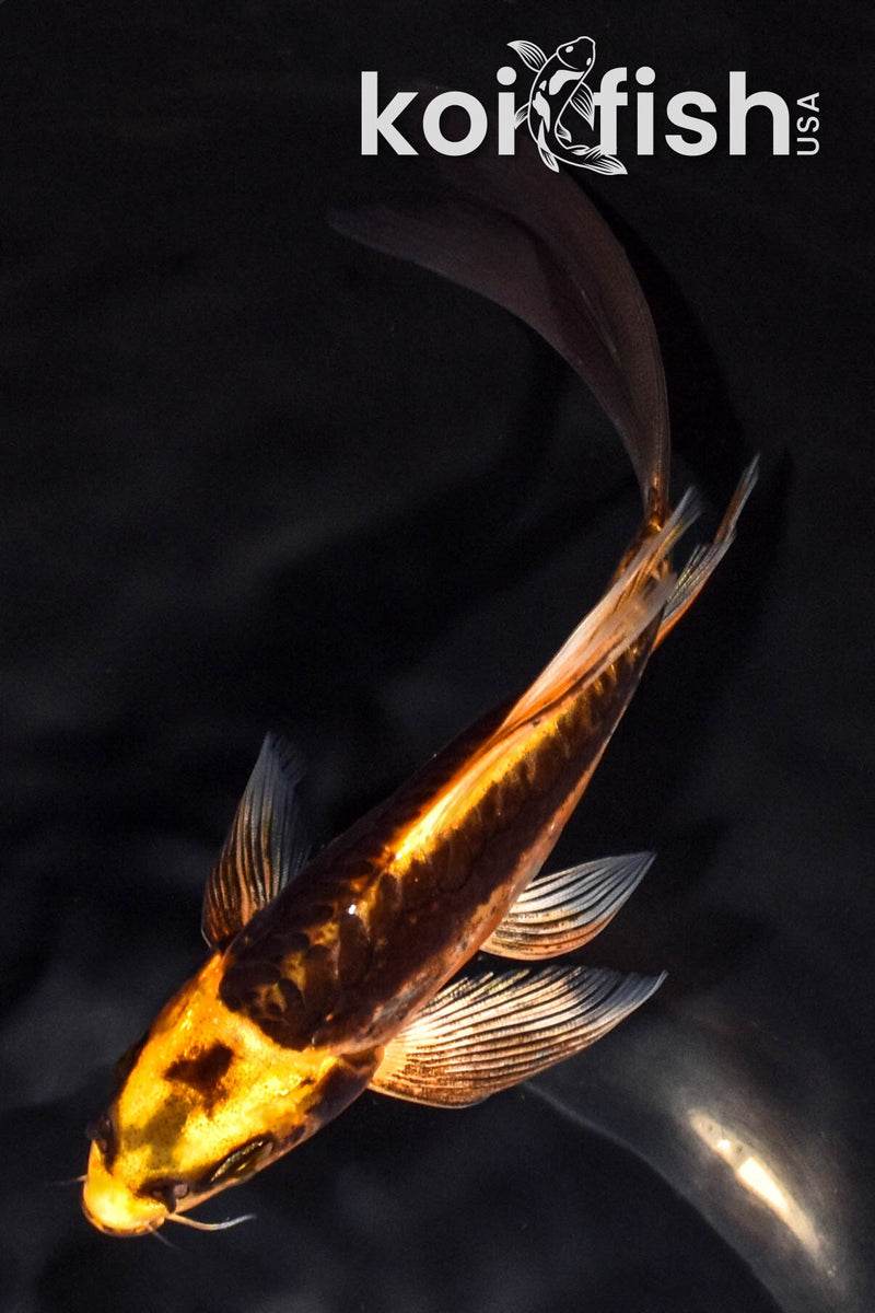 6.25" ARAGOKE BENI KIKOKURYU BUTTERFLY