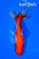 6.5" WATONAI GOLDFISH