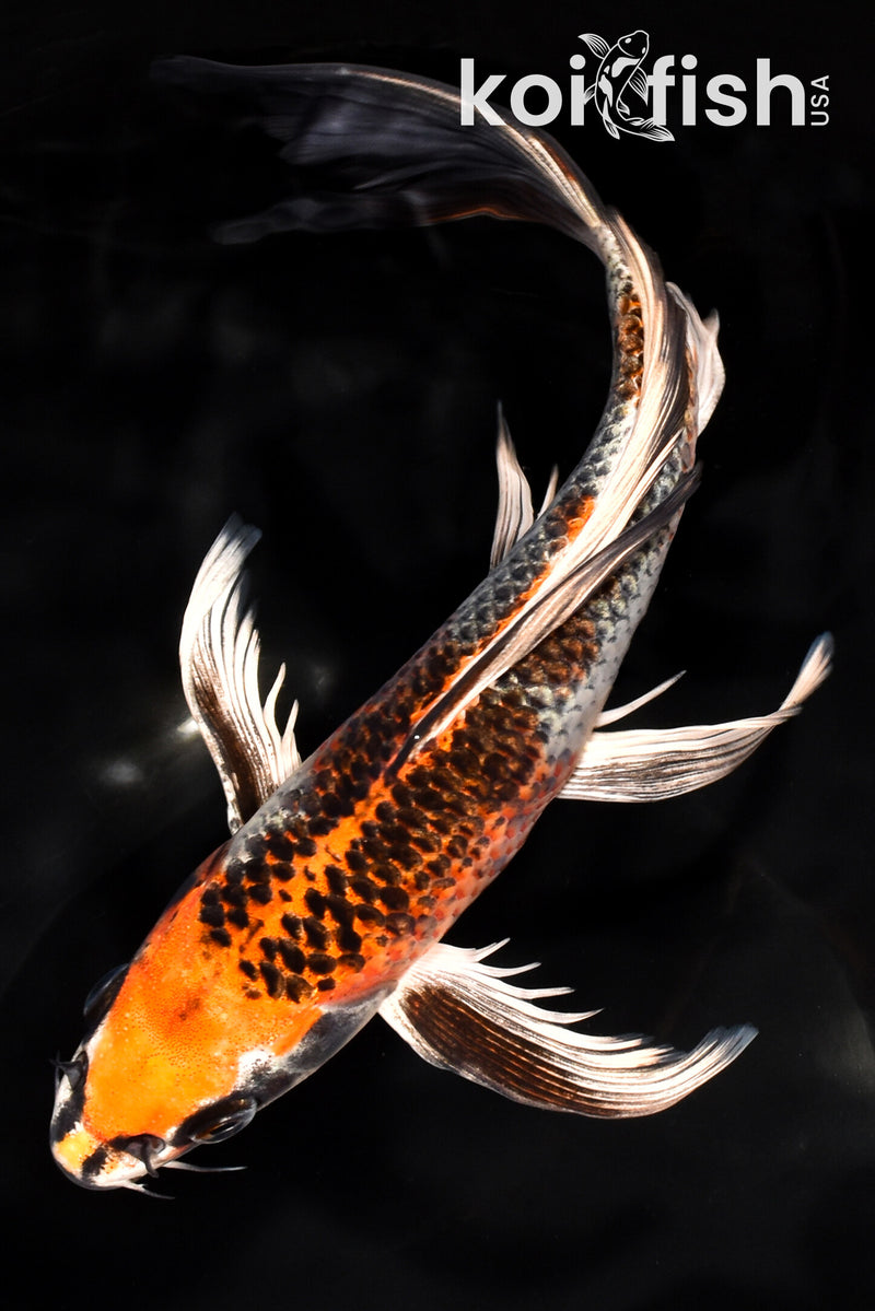 Orange Koi Fish For Sale – Page 7