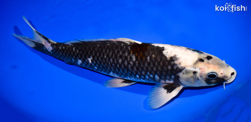 13.75" BENI MATSUKAWABAKE