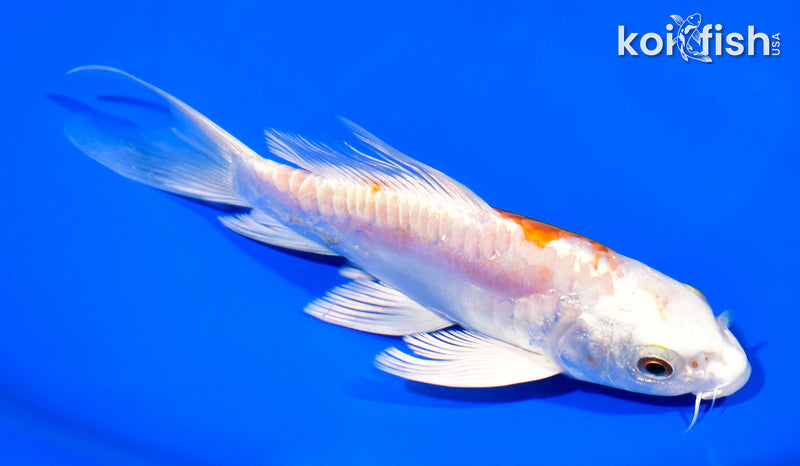 6.25" ARAGOKE KIKUSUI BUTTERFLY