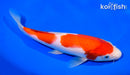 8.75" KOHAKU