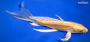 10.5" DOITSU YAMABUKI OGON BUTTERFLY