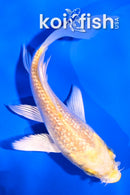 3.5" GINRIN YAMABUKI OGON BUTTERFLY