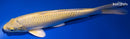 9.25" YAMABUKI OGON