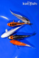 PACK OF (5) 3.25-3.75" STANDARD KOI