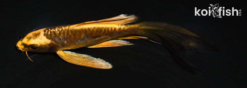 5" ARAGOKE BENI KIKOKURYU BUTTERFLY