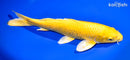 13.25" YAMABUKI OGON