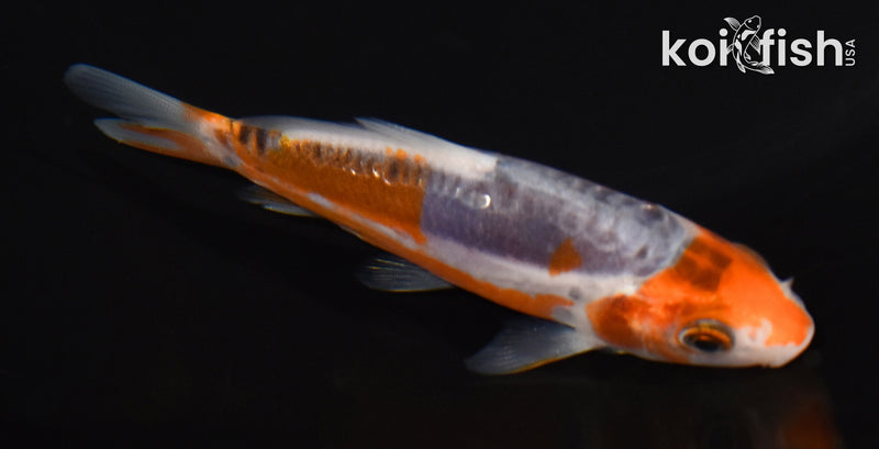 3.75" HI SHUSUI