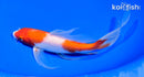 7.5" KOHAKU BUTTERFLY