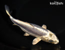 7.25" KIKOKURYU
