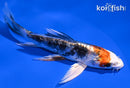 5.25" HEISEI NISHIKI BUTTERLFY