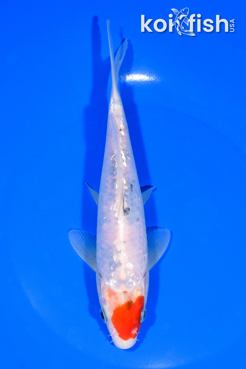 7" GINRIN SANKE