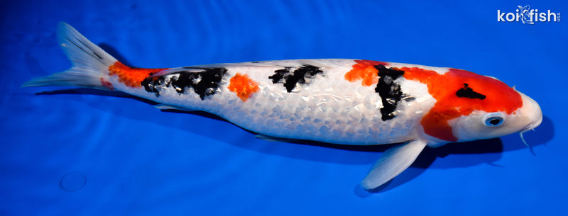 14.75" GINRIN SANKE