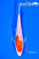 6.5" DOITSU KOHAKU