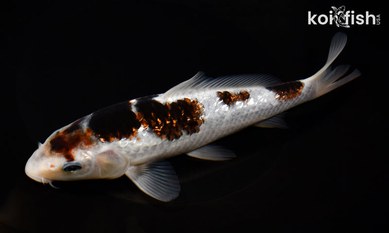 7.5" GINRIN GOROMO