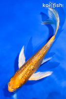 5.5" GINRIN YAMABUKI OGON BUTTERFLY