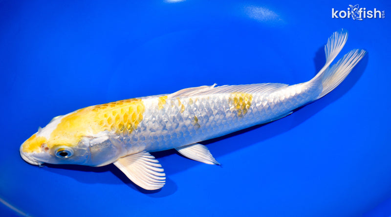11.5" GINRIN LEMON HARIWAKE