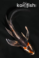4.5" BENI KIKOKURYU BUTTERFLY