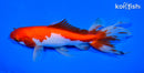 6.5" WATONAI GOLDFISH