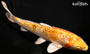 7" GINRIN YAMATO NISHIKI