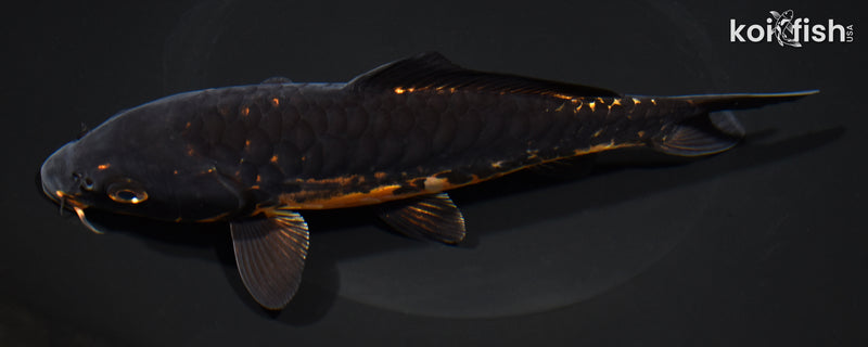 7.25" BENI KIKOKURYU