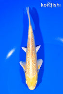 6.75" GINRIN YAMABUKI OGON