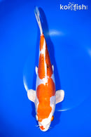 11.25" HEISEI NISHIKI