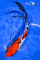 7.75" SANKE BUTTERFLY