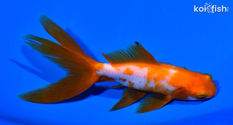 5" WATONAI GOLDFISH
