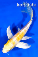 7.5" LEMON HARIWAKE BUTTERFLY