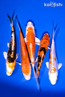 PACK OF (5) 4-5" STANDARD KOI