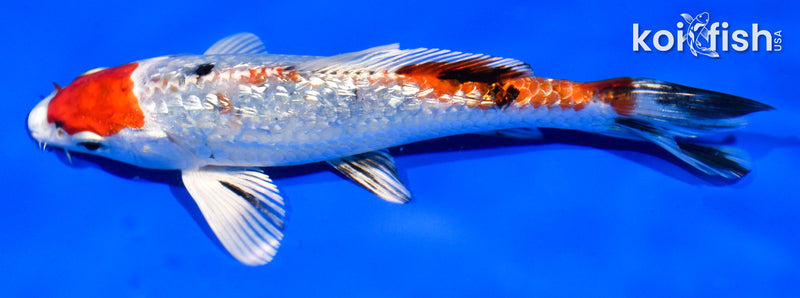 5.5" GINRIN YAMATO NISHIKI