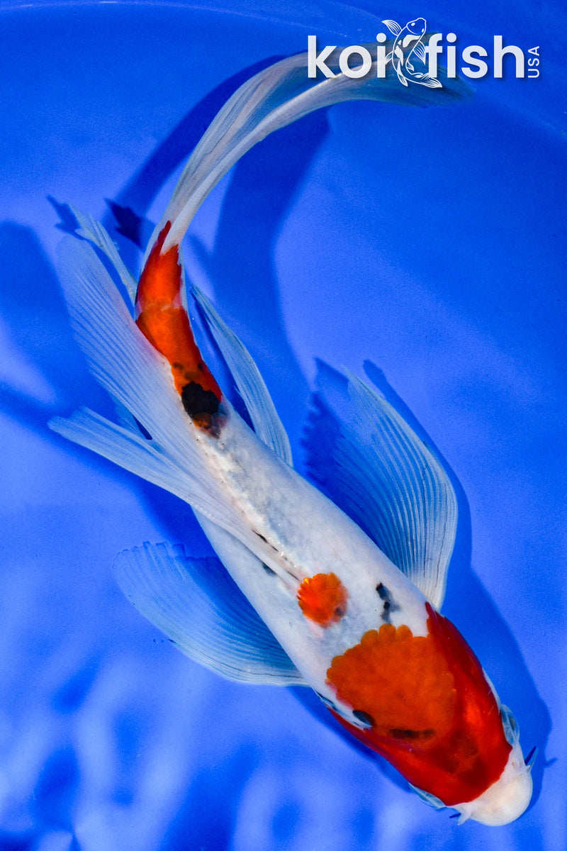 8.5" SANKE BUTTERFLY