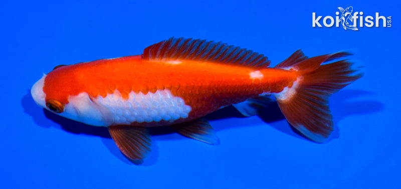 5" WAKIN GOLDFISH