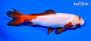 6.25" WAKIN GOLDFISH