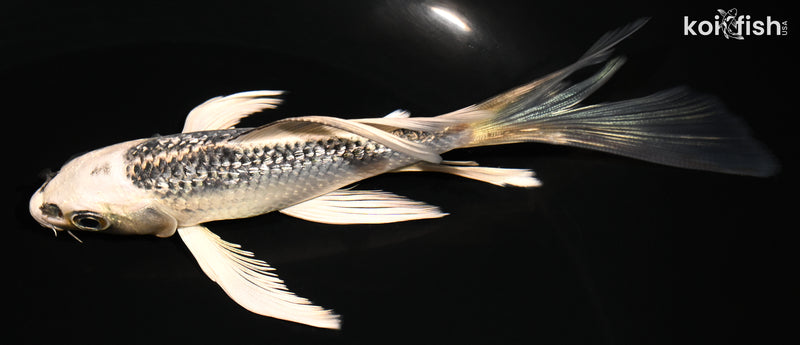 5.5" GINRIN GIN MATSUBA BUTTERFLY