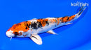 7.5" YAMATO NISHIKI