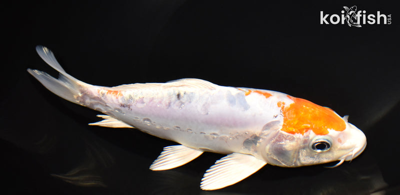 7.25" HEISEI NISHIKI