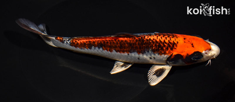 8" BENI GINGA