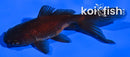 4.25" WATONAI GOLDFISH