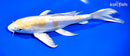 9.25" DOITSU LEMON HARIWAKE BUTTERFLY