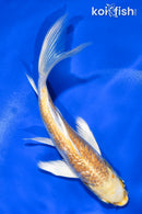 5.5" GINRIN LEMON HARIWAKE BUTTERFLY