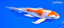 7.75" KIKUSUI BUTTERFLY